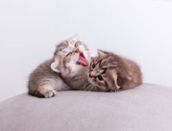 Tips Merawat Anak Kucing Tanpa Induk yang Benar