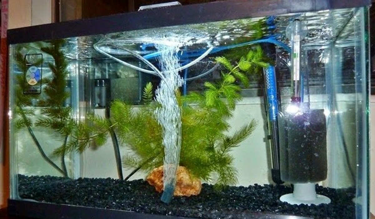 fungsi selang kecil pada filter aquarium 