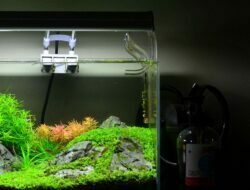 Cocok Untuk Aquascape! 5 Jenis Filter Aquarium yang Wajib Kalian Ketahui!