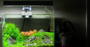 filter aquarium