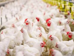 Modal Kecil! 5 Tips Ternak Ayam Broiler yang Bisa Dijadikan Ladang Bisnis Baru!