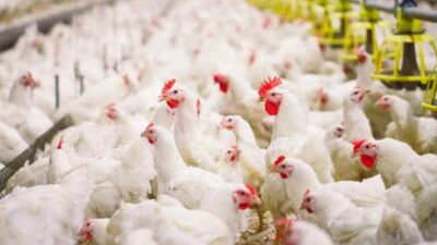 Modal Kecil! 5 Tips Ternak Ayam Broiler yang Bisa Dijadikan Ladang Bisnis Baru!