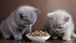 Wajib Kamu Beli Sekarang, 5 Makanan Kucing Untuk Mulutnya yang Lagi Bergeming!