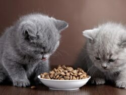 Wajib Kamu Beli Sekarang, 5 Makanan Kucing Untuk Mulutnya yang Lagi Bergeming!