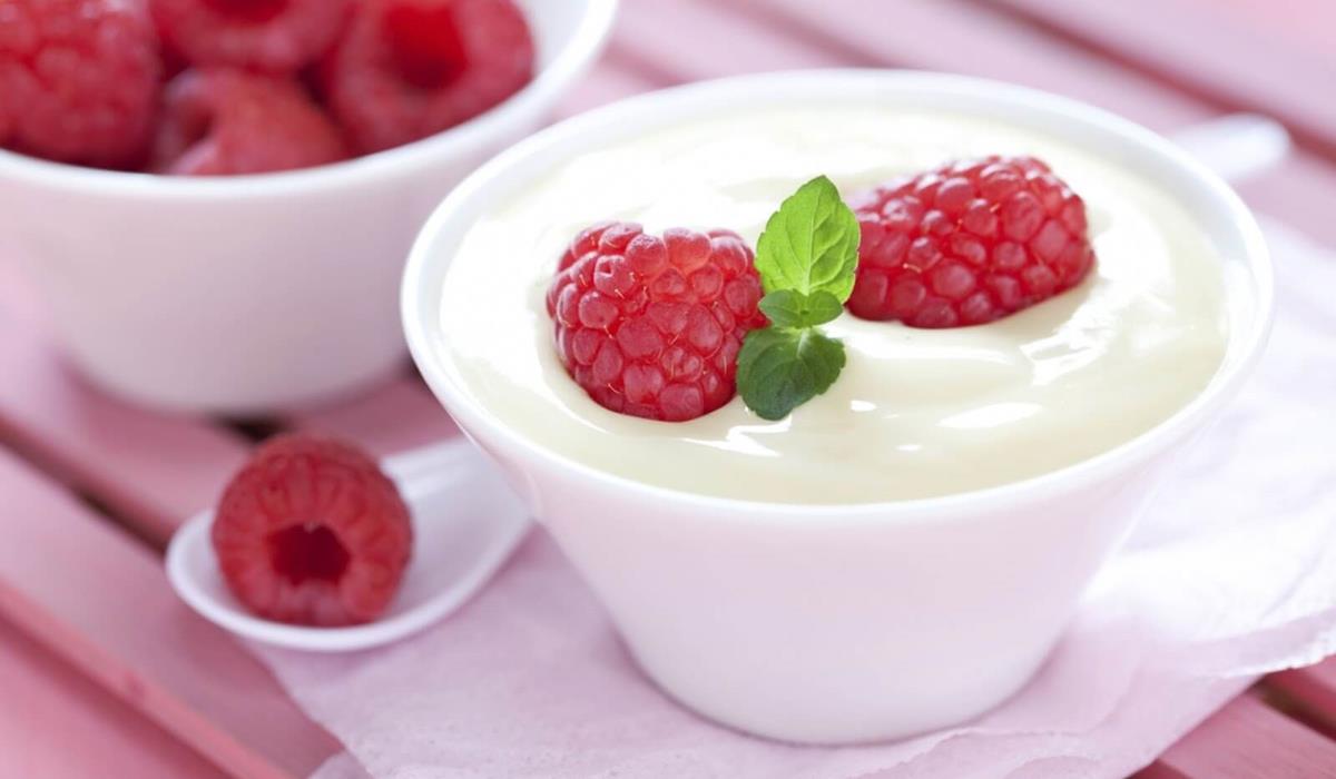 mikroorganisme yogurt