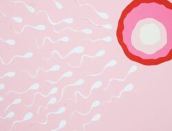 Spermatogenisis dan Proses Pembentukan Sel Sperma
