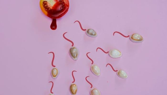 spermatogenisis