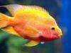 jenis ikan red devil