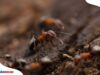 Perbanyakan dan Pemasaran Semut Rangrang