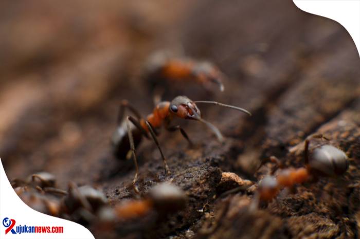 Perbanyakan dan Pemasaran Semut Rangrang