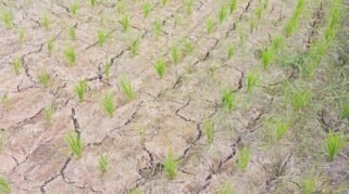 Puluhan hektare lahan pertanian di Kelurahan Lembang Parang, Kecamatan Barombong, Kabupaten Gowa, mengalami kekeringan pada Rabu, 10 Juni 2026. Petani berharap pemerintah segera turun tangan melalui distribusi air darurat dan solusi irigasi permanen.