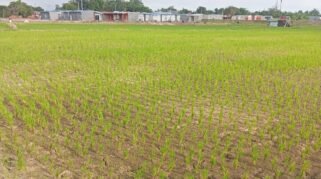 Keluhan petani terkait kekeringan sawah di Kelurahan Lembang Parang, Kecamatan Barombong, mulai mendapat respons dari Dinas Tanaman Pangan dan Hortikultura Kabupaten Gowa. Kadis telah menginstruksikan kepala bidang terkait untuk meninjau lokasi pada Kamis, 11 Juni 2026.