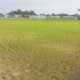 Keluhan petani terkait kekeringan sawah di Kelurahan Lembang Parang, Kecamatan Barombong, mulai mendapat respons dari Dinas Tanaman Pangan dan Hortikultura Kabupaten Gowa. Kadis telah menginstruksikan kepala bidang terkait untuk meninjau lokasi pada Kamis, 11 Juni 2026.