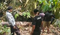 Kebakaran Lahan Kakao di Tutar Dipadamkan Warga dan Polisi