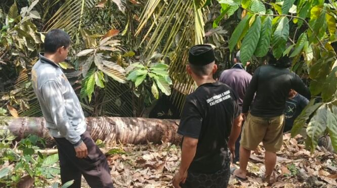 Kebakaran Lahan Kakao di Tutar Dipadamkan Warga dan Polisi
